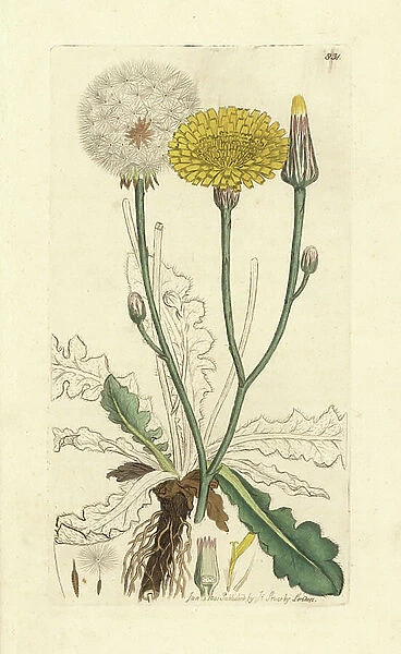Long-rooted cat's ear, Hypochaeris radicata. Handcoloured copperplate engraving after a drawing by James Sowerby for James Smith's English Botany, 1801