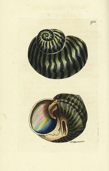 Lunella undulata shell (Waved turbo shell, Turbo undulatus). Illustration drawn and engraved by Richard Polydore Nodder. Handcoloured copperplate engraving from George Shaw and Frederick Nodder's ' The Naturalist's Miscellany, ' London, 1809