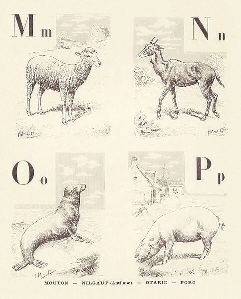 M N O P: Nilgaut sheep (antelope) Pig seal, 1901 (illustration)