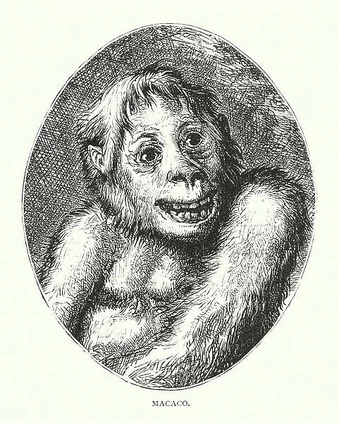 Macaco (engraving)