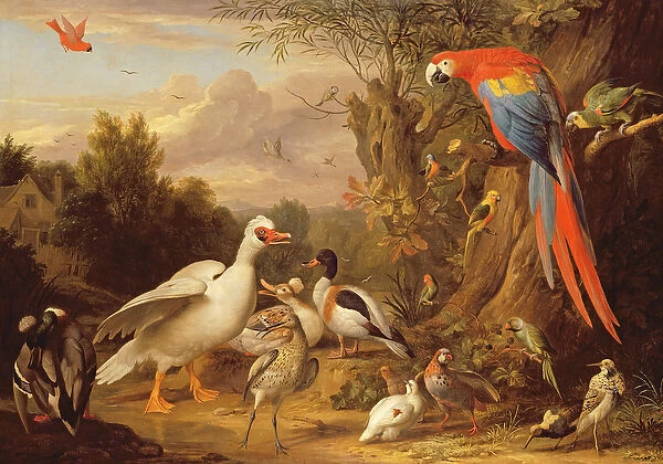 A Macaw, Ducks, Parrots and Other Birds in a Landscape, c. 1708-10 (oil on canvas)