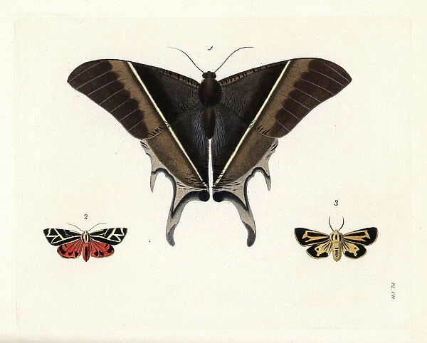 Maclean's swallowtail moth, Lyssa macleayi 1, cinnabar moth, Callimorpha phyllira 2, and Nais tiger moth, Apantesis nais 3. Handcoloured lithograph from John O