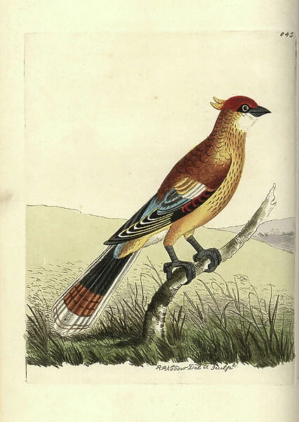 Madagascan cuckoo-roller or courol, Leptosomus discolor (Variegated cuckow, Cuculus discolor). Illustration drawn and engraved by Richard Polydore Nodder