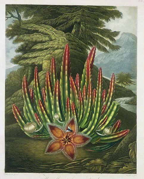 The Maggot-Bearing Stapelia, engraved by Stadler, from The Temple of Flora