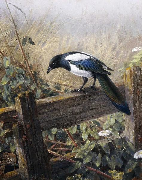 A Magpie Observing Fieldmice, (coloured chalks and watercolour on paper)