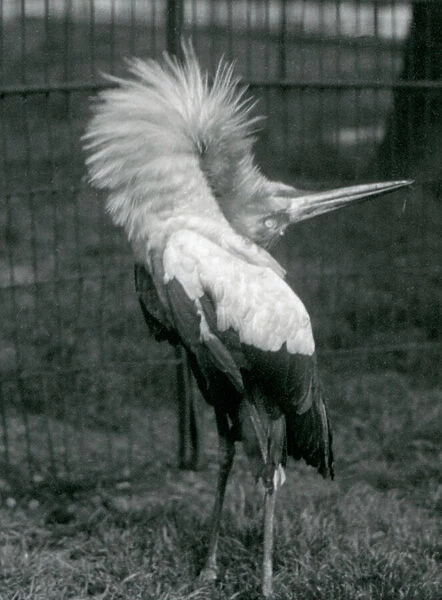 A Maguari Stork performing the up-down display, London Zoo, July 1925 (b  /  w photo)