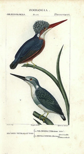Malachite kingfisher, Alcedo cristata, and Cerulean kingfisher, Alcedo coerulescens