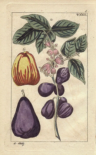 Malay apple with fruit and flowers, Eugenia malaccensis