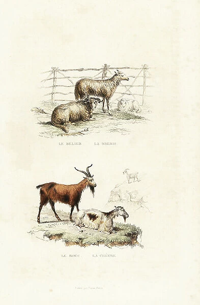 Male and female sheep, Ovis aries, and male and female goat. Handcoloured engraving on steel by Beyer after a drawing by Janet Lange from Richard's 'New Edition of the Complete Works of Buffon, ' Pourrat Freres, Paris, 1837