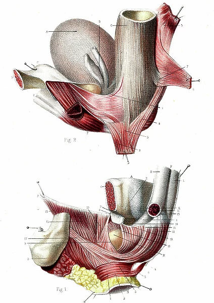 Male perineum 1866 illustration showing the muscles and other structures of the male perineum - the region of the body located between the scrotum and anus Le perinee de l'homme (Deep layers) - Fig 1: releveur de l'anus et les muscles de l'uretre