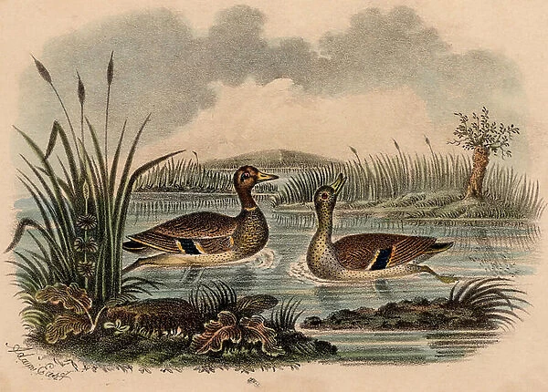 Mallard duck on water among reeds