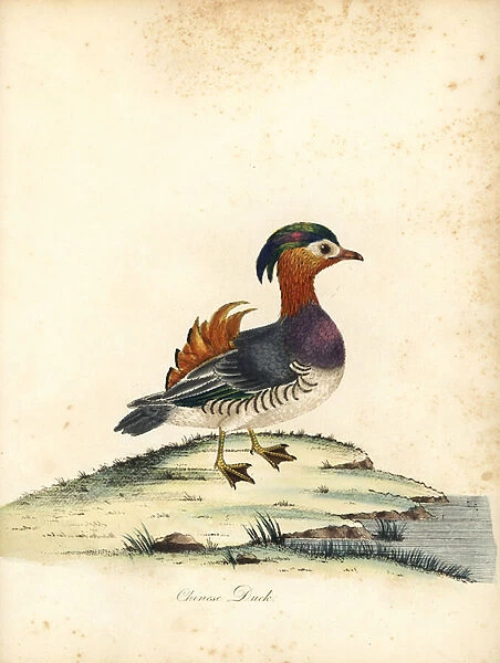 Mandarin duck, Aix galericulata. (Chinese duck, Anas galericulata) Handcoloured copperplate engraving of an illustration by William Hayes from Portraits of Rare and Curious Birds from the Menagery of Osterly Park, London: Bulmer, 1794