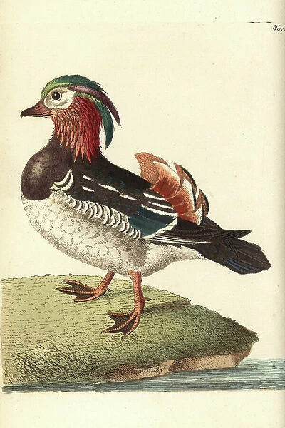 Mandarin duck, Aix galericulata (Chinese teal, Anas galericulata). Illustration drawn and engraved by Richard Polydore Nodder. Handcoloured copperplate engraving from George Shaw and Frederick Nodder's ' The Naturalist's Miscellany, ' London, 1809
