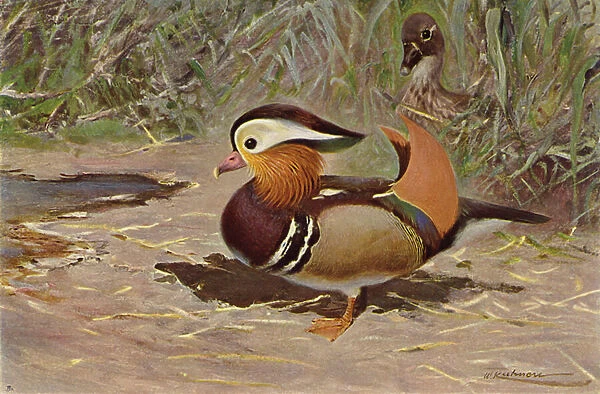 Mandarin Duck (colour litho)