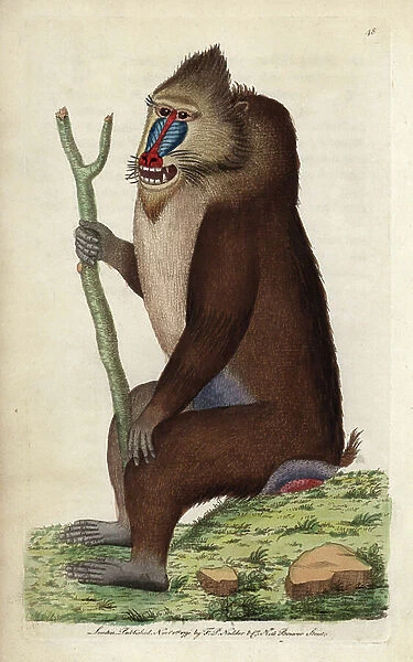 The mandrill. Copper engraving by Frederick Polydor Nodder (1751-1801), for the naturalist collection, published in 1790 by George Shaw. Variegated baboon or Mandrill. Mandrillus sphinx (Simia sphinx)