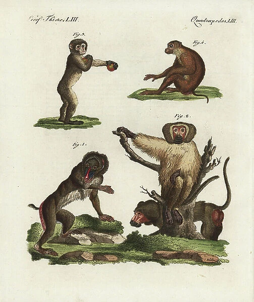 Mandrill, Mandrillus sphinx (Simia mormon) vulnerable 1, baboon, Simia hamadryas 2, Barbary macaque, Macaca sylvanus, endangered 3, and southern pigtailed macaque, Macaca nemestrina vulnerable 4