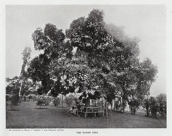The Mango Tree (b / w photo)