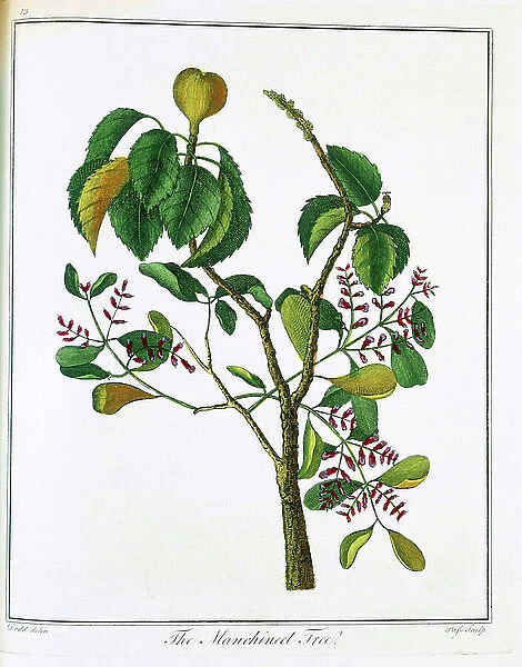 Manicheel tree (Hippomane mancinella) or Poison Guava: Caribbean and Gulf of Mexico, 1795 (engraving)