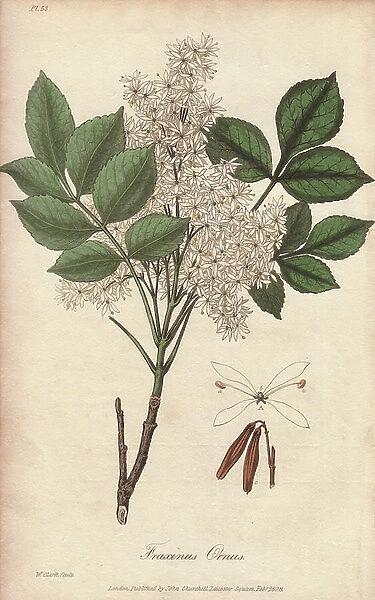 Manna ash tree, Fraxinus ornus