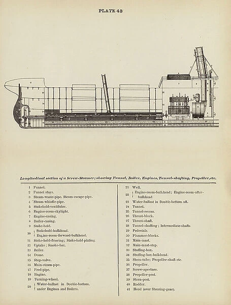 Marine Encyclopedia: Longitudinal section of a Screw-Steamer; showing Funnel, Boiler, Engines, Tunnel-shafting, Propeller, etc (litho)