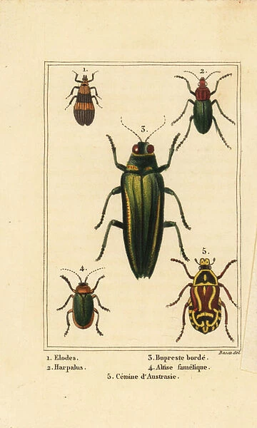 Marsh beetle, Elodes 1, Harpalus beetle 2, jewel beetle, Buprestis 3, flea beetle, Altica famelica 4, and rose chafer, Cetonia species 5