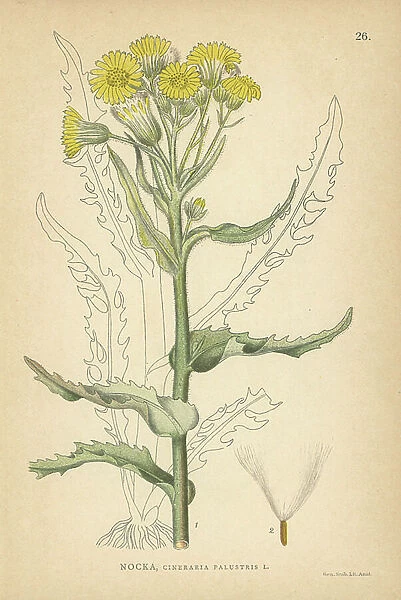 Marsh flea-wort, Cineraria palustris