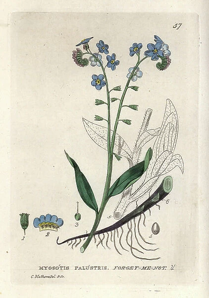 Marsh myosotis. Coloured copper engraving from a drawing by C. Mathews from William Baxter's book 'English Botanical Phenomenes', 1834. William Baxter (1788-1871) was the curator of the Oxford Botanical Garden from 1813 to 1854