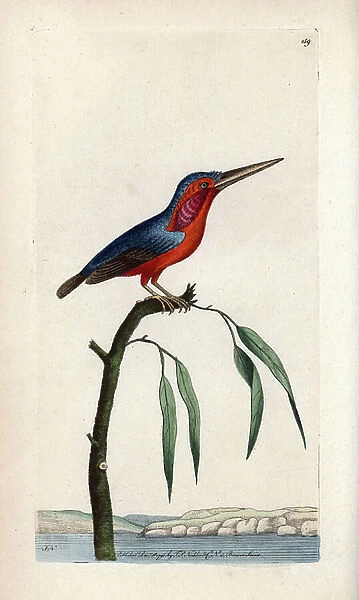 Martin pecheur poucet (Alcedo pusilla). Signed illustration SN (George Shaw and Frederick Nodder). Lithography in The Naturalist's Miscellany, 1793, by George Shaw and Frederick Polydore Noder (1751-1801)
