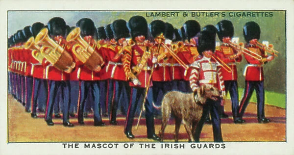 The mascot of the Irish Guards (colour photo)