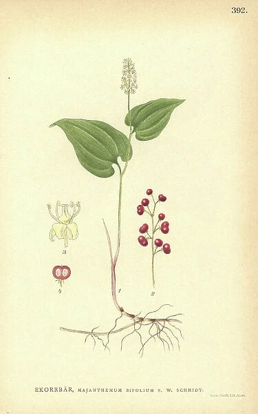 May lily, Maianthemum bifolium