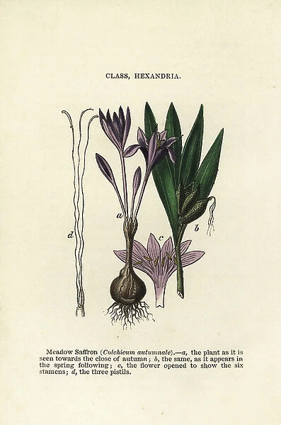 Meadow saffron, Colchicum autumnal. Handcoloured woodblock engravings from James Main's Popular Botany, Orr and Smith, London, 1835. James Main (1775-1846) was a Scottish gardener, botanist and writer