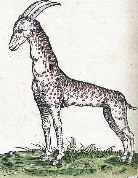 Medici Tigurini Historiae animalium
