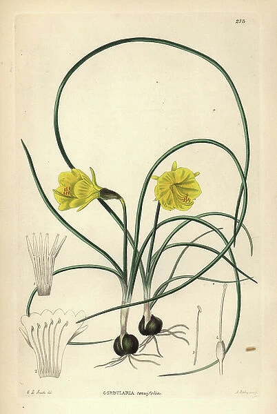 Medusa trumpet - Hoop-petticoat daffodil, Narcissus bulbocodium (Slender-leaved hoop-petticoat daffodil, Corbularia tenuifolia). Handcoloured copperplate engraving by A