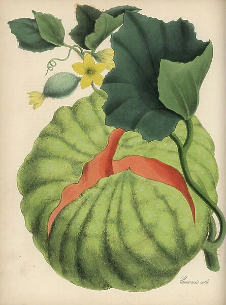 Melon - Muskmelon, Cucumis melo, with flower, leaf, fruit and tendril. Handcoloured zincograph by C. Chabot drawn by Miss M. A. Burnett from her ' Plantae Utiliores: or Illustrations of Useful Plants, ' Whittaker, London, 1842