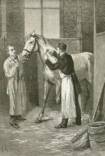 Men examining horse with Diptheria, an upper respiratory tract illness. 19th century (engraving)