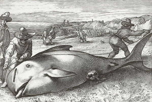 Two men measure the length of a dead stranded whale, late 16th century (engraving)