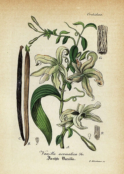 Mexican vanilla orchid, Vanilla mexicana (Vanilla aromatica). Handcoloured copperplate engraving from Dr. Willibald Artus Hand-Atlas sammtlicher mediinisch-pharmaceutischer Gewachse, (Handbook of all medical-pharmaceutical plants), Jena, 1876
