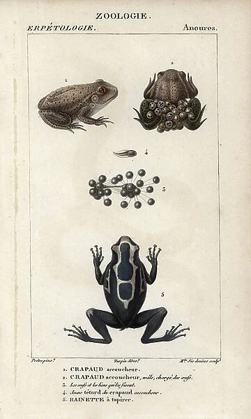 Midwife toad, midwife toad, Alytes obstetricans, the male carrying eggs, a tadpole, and dyeing dart frog, frog a tapirer, Dendrobates tinctorius. Handcoloured copperplate stipple engraving from Jussieu's ' Dictionary of Natural Sciences'