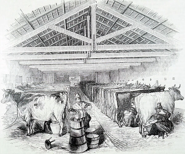 The milking shed of Laycock's Dairy Farm in Highbury