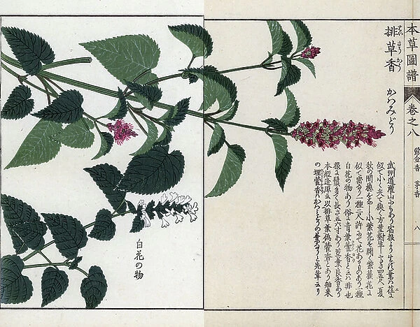 Mint lime corean and agastache fennel (or anise hyssop, anisee hyssop or large hyssop) - Japanese print by Kanen Iwasaki (1786-1842), from Honzo Zufu, illustrative guide to medicinal plants, 1884 - Korean mint