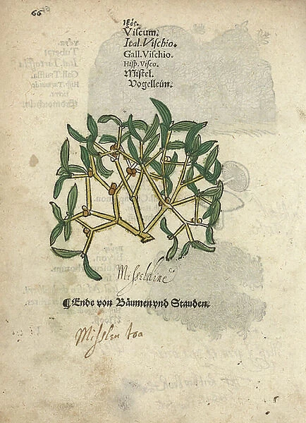 Mistletoe, Visum album. Handcoloured woodblock engraving of a botanical illustration from Adam Lonicer's Krauterbuch, or Herbal, Frankfurt, 1557. This from a 17th century pirate edition or atlas of illustrations only, with captions in Latin, Greek