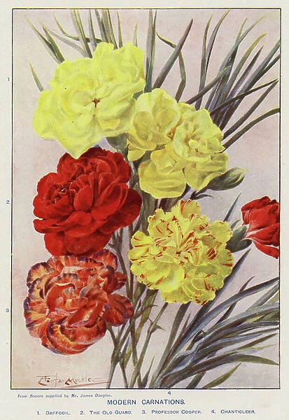 Modern Carnations (colour litho)