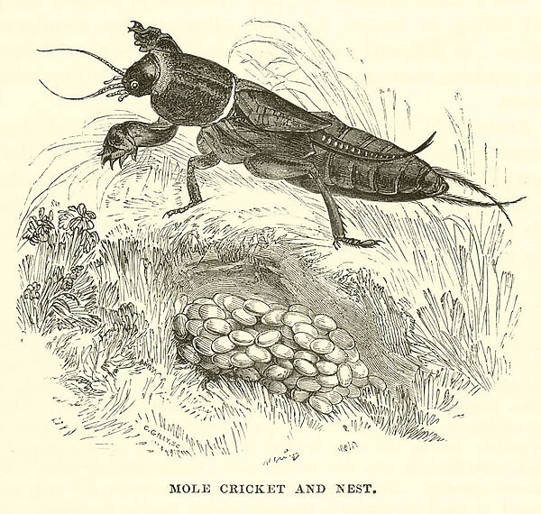 Mole Cricket and Nest (engraving)