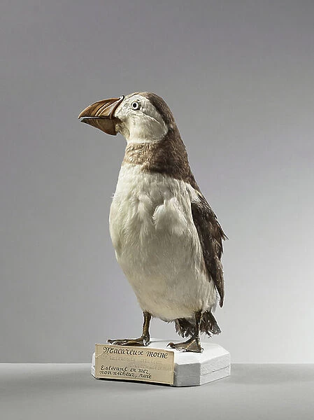 Monk puffin or sea parrot (Fratercula artica), Atlantic puffin - Museum d'histoire naturelle de Marseille