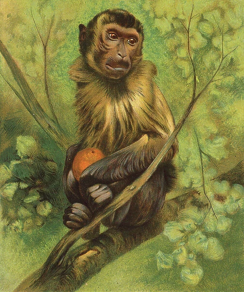 Monkey (colour litho)