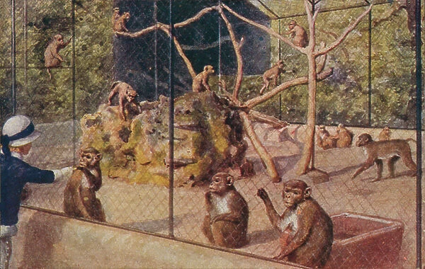 Monkeys at London Zoological Gardens, Regent's Park (colour litho)