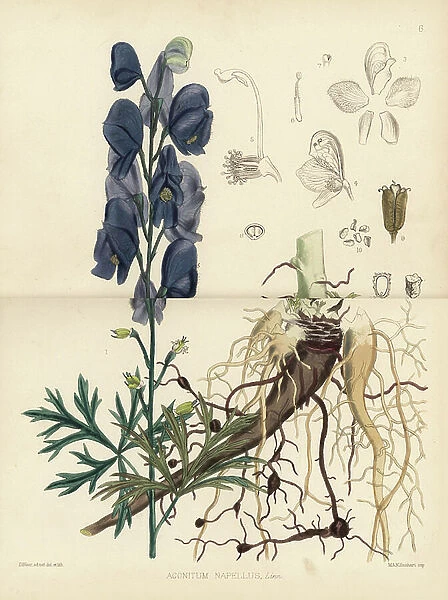 Monks-Hood, Aconitum napellus. Handcoloured lithograph by Hanhart after a botanical illustration by David Blair from Robert Bentley and Henry Trimen's Medicinal Plants, London, 1880