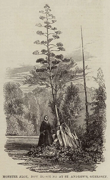 Monster Aloe, now blooming at St Andrew s, Guernsey (engraving)
