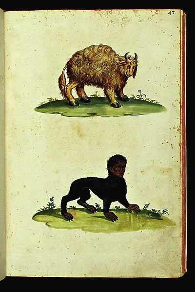 Monsters: representation of two creatures, the upper one resembles a goat, the lower one has a human head and an animal body. Illustrated chart of a manuscript of Natural History by Ulisse Aldrovandi (1522-1605), Ulisse Aldrovandi fonds