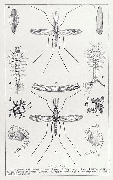 Mosquitoes (litho)
